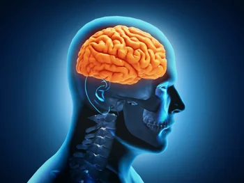 neocortex.jpg