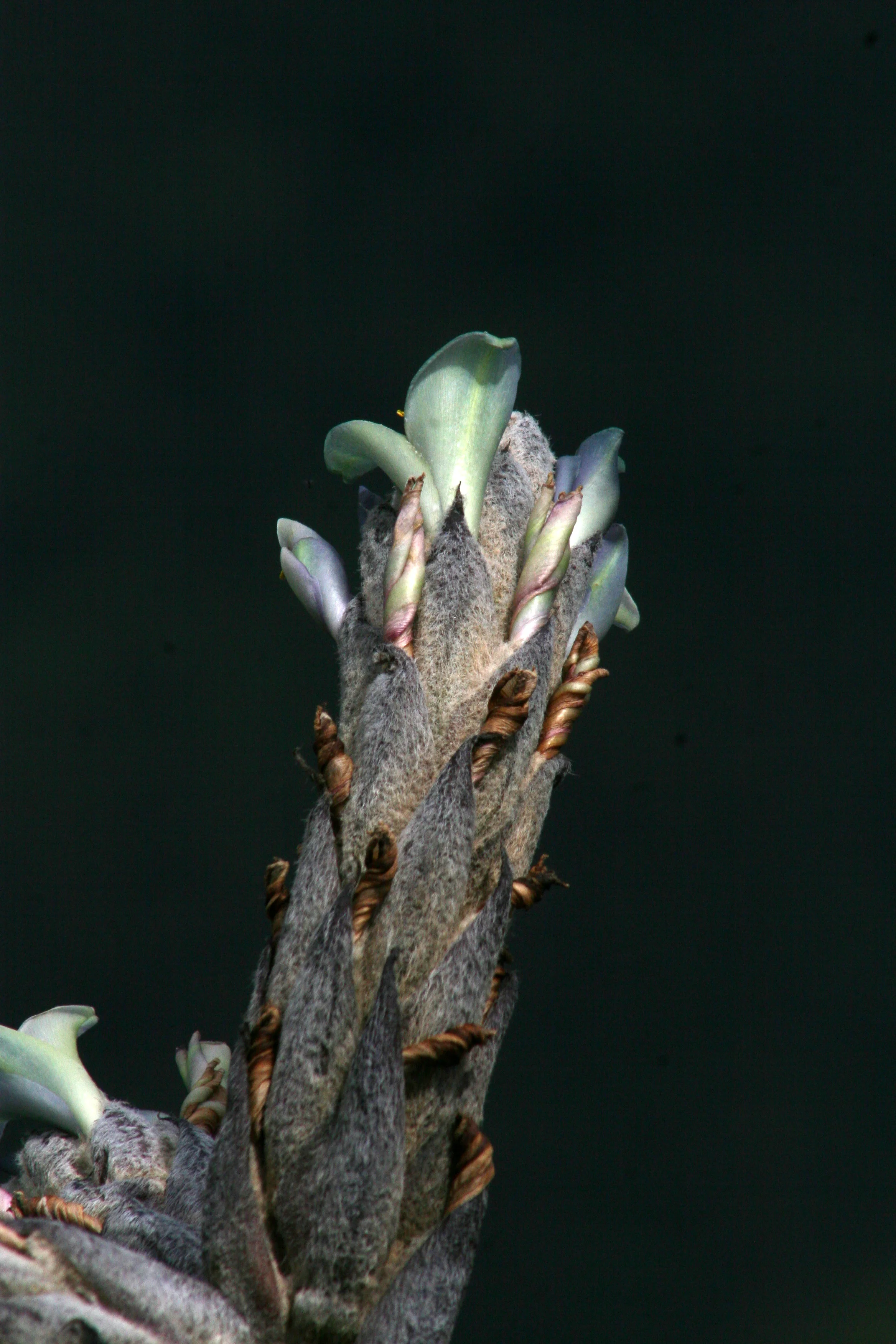 machupichuPeru (277).jpg