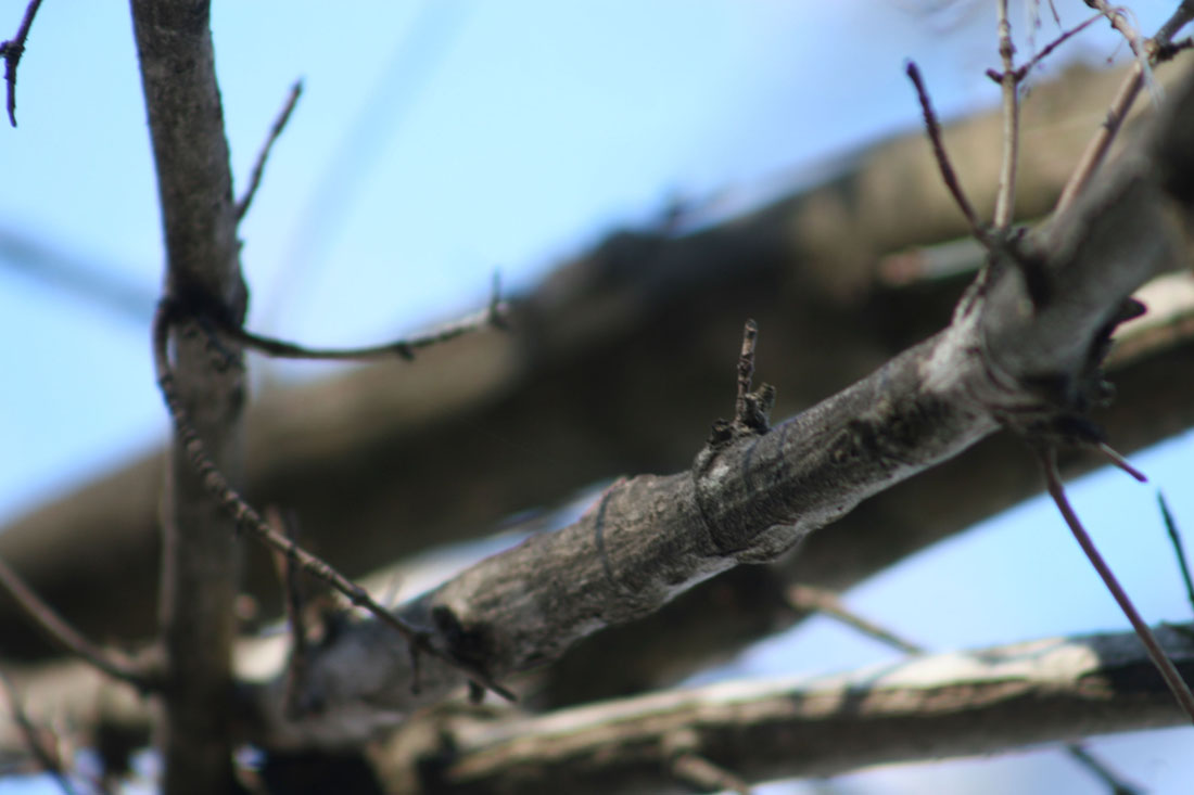 cordoba genva004 (35).jpg