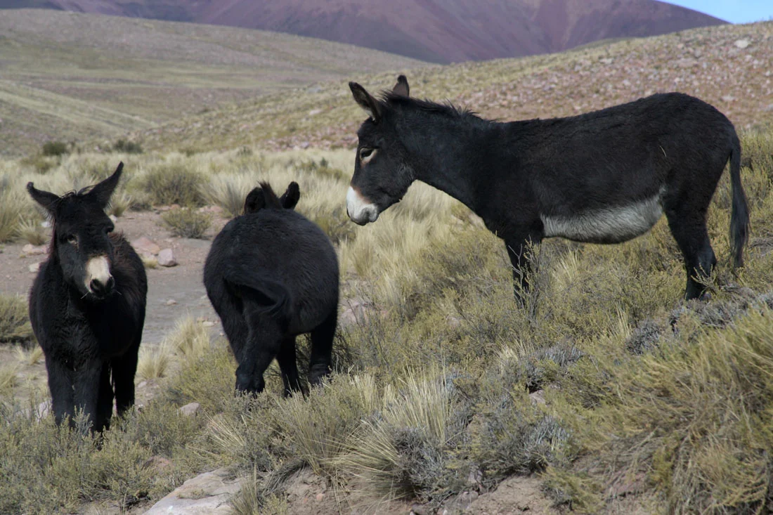 tilcara&iruya 247.jpg