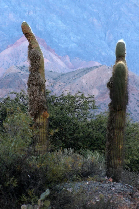 salenagarden 222.jpg