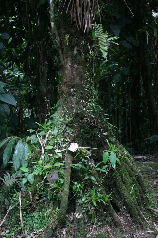 Tayronacuidadperdida (185).jpg