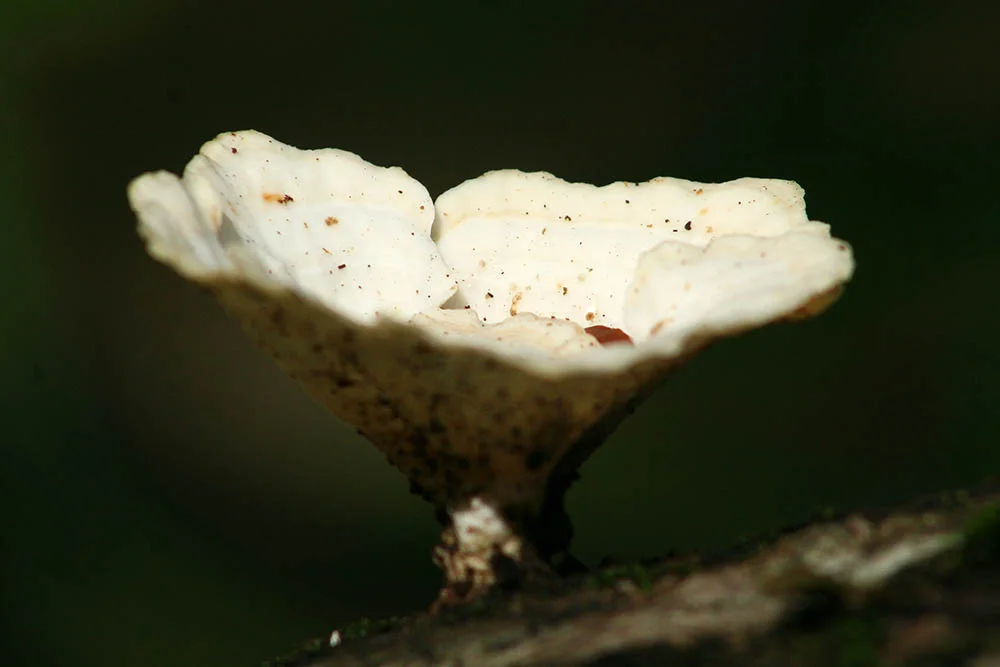 ri caribe (358)w.jpg