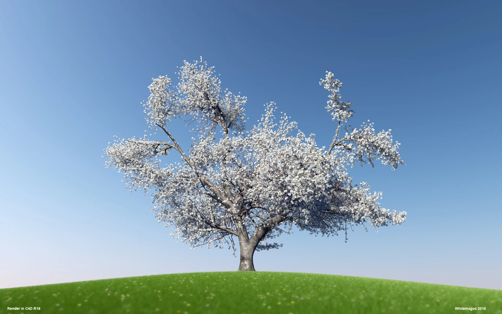 02_sakura01_whitemagus_003.jpg