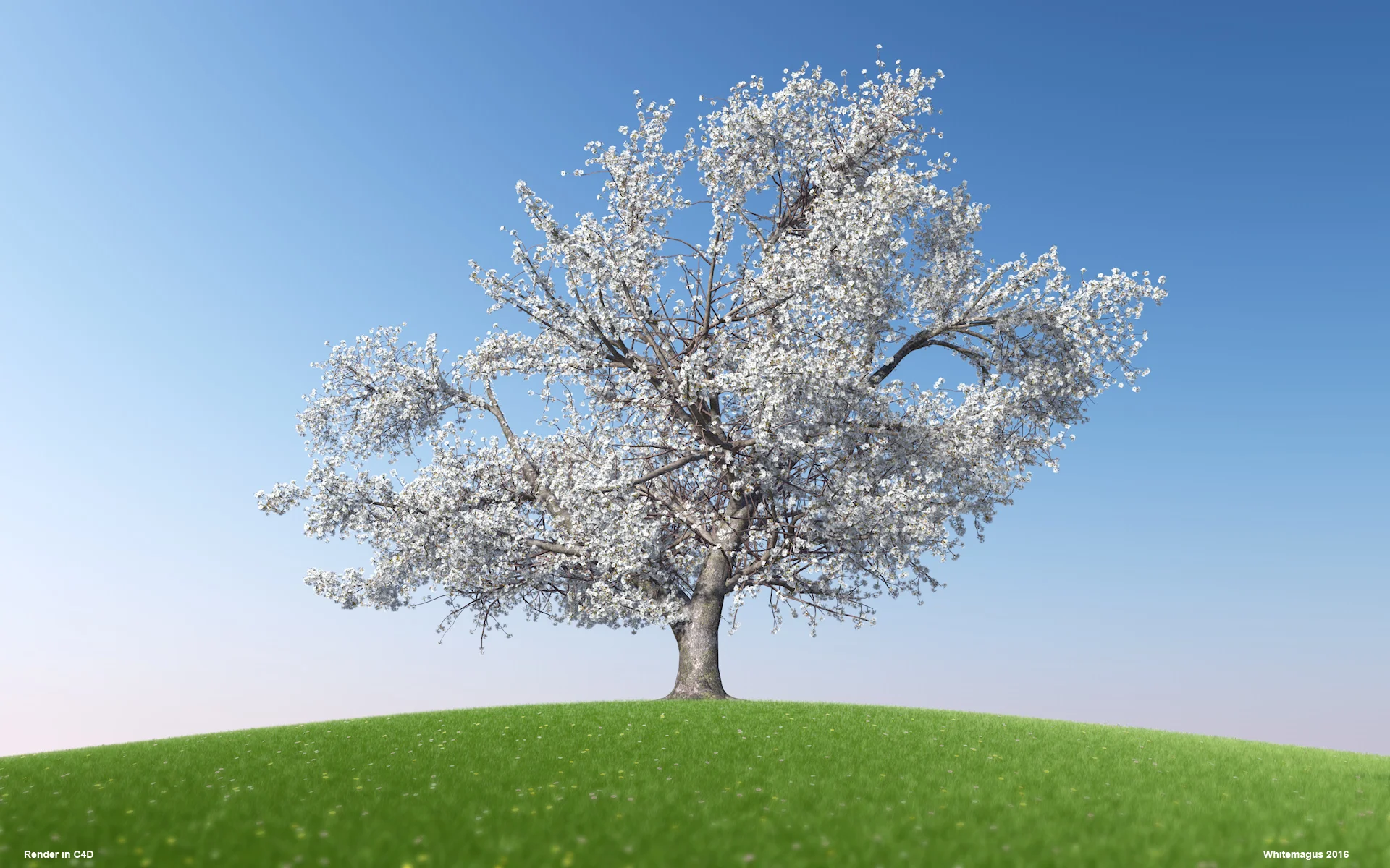 01_sakura01_whitemagus_005.jpg