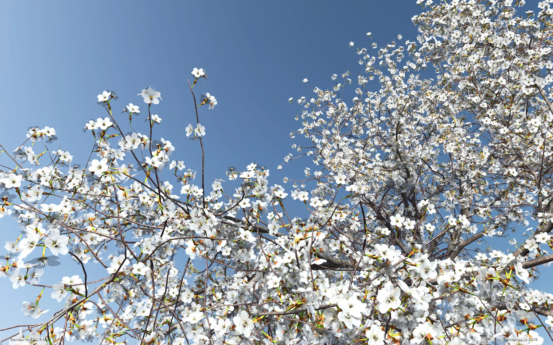 06_sakura01_whitemagus_008.jpg