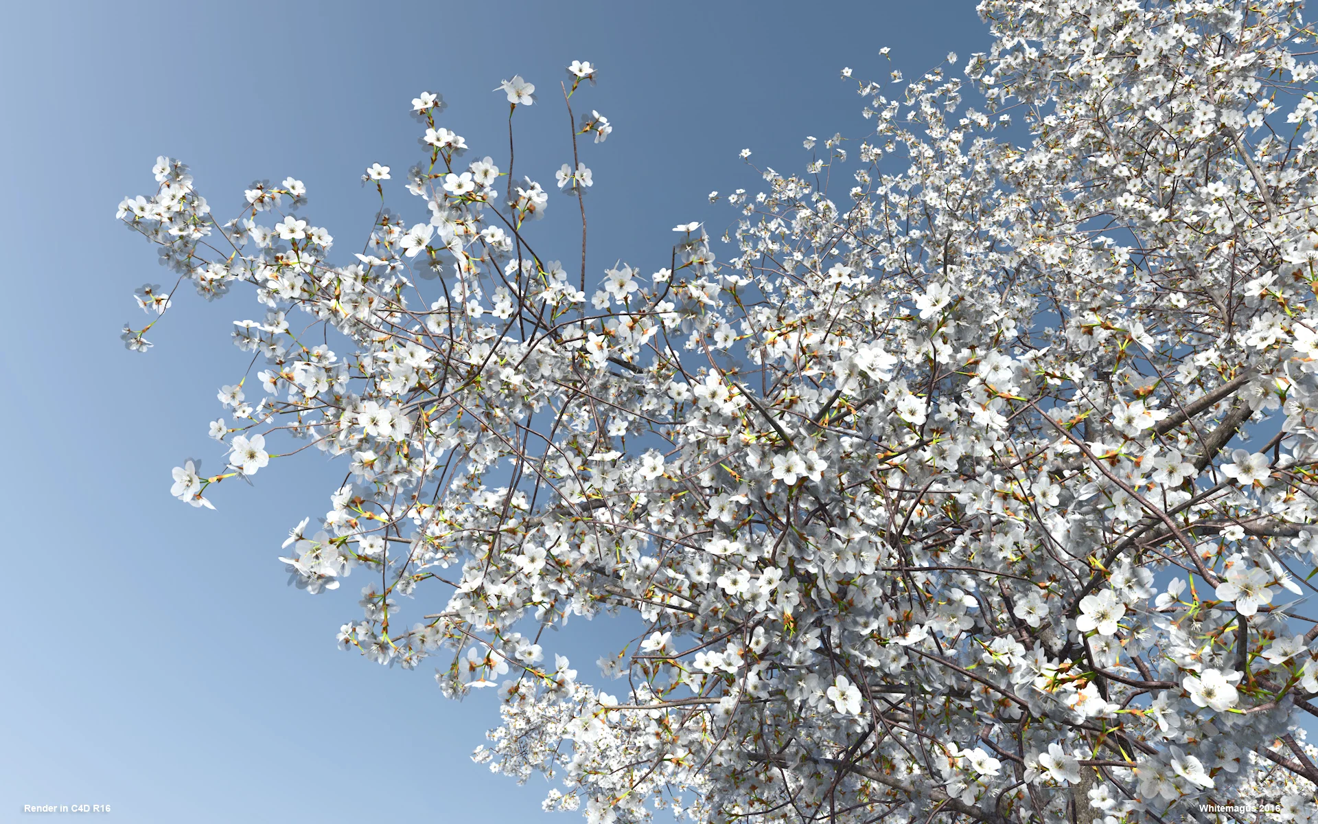 07_sakura01_whitemagus_009.jpg