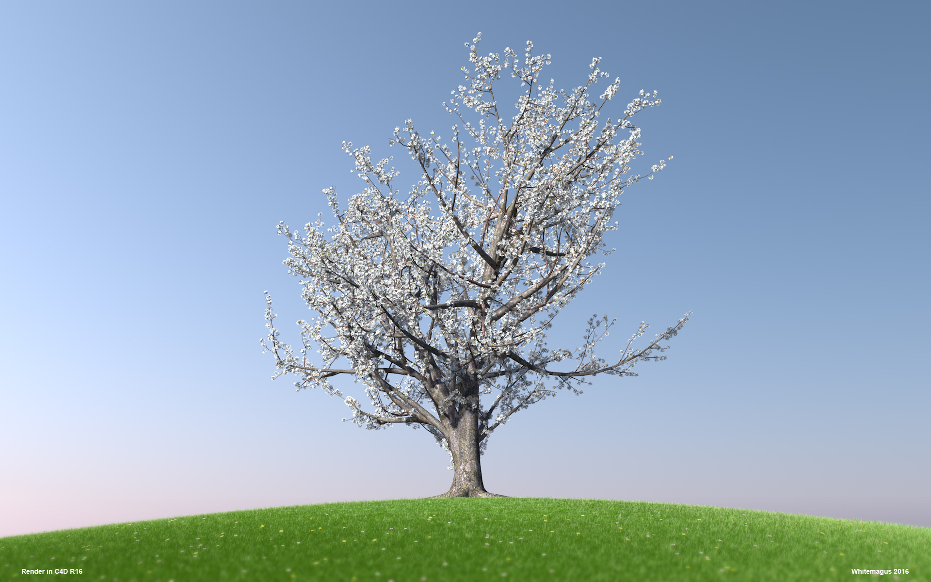 01_sakura02_whitemagus_001.jpg