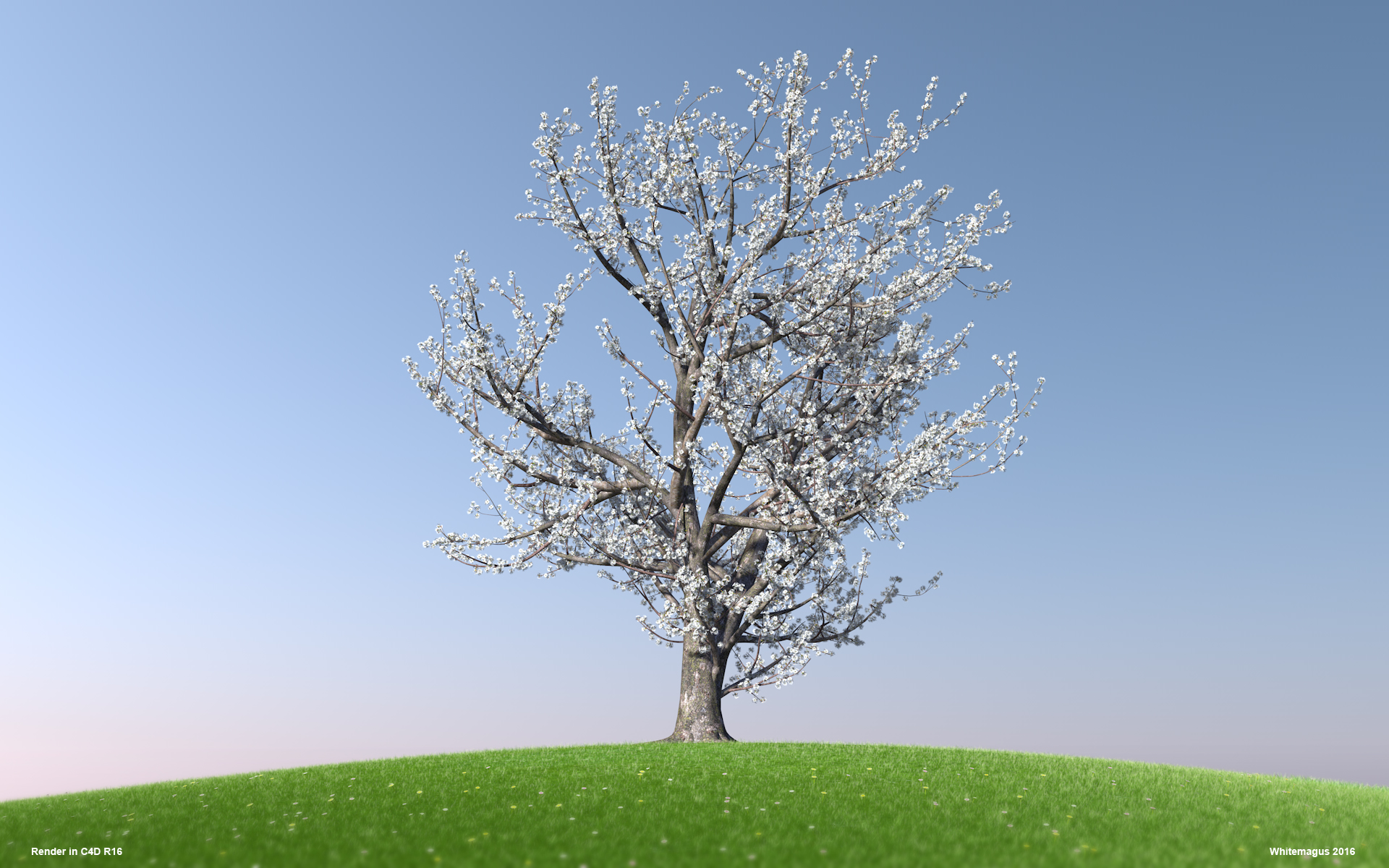 02_sakura02_whitemagus_002.jpg