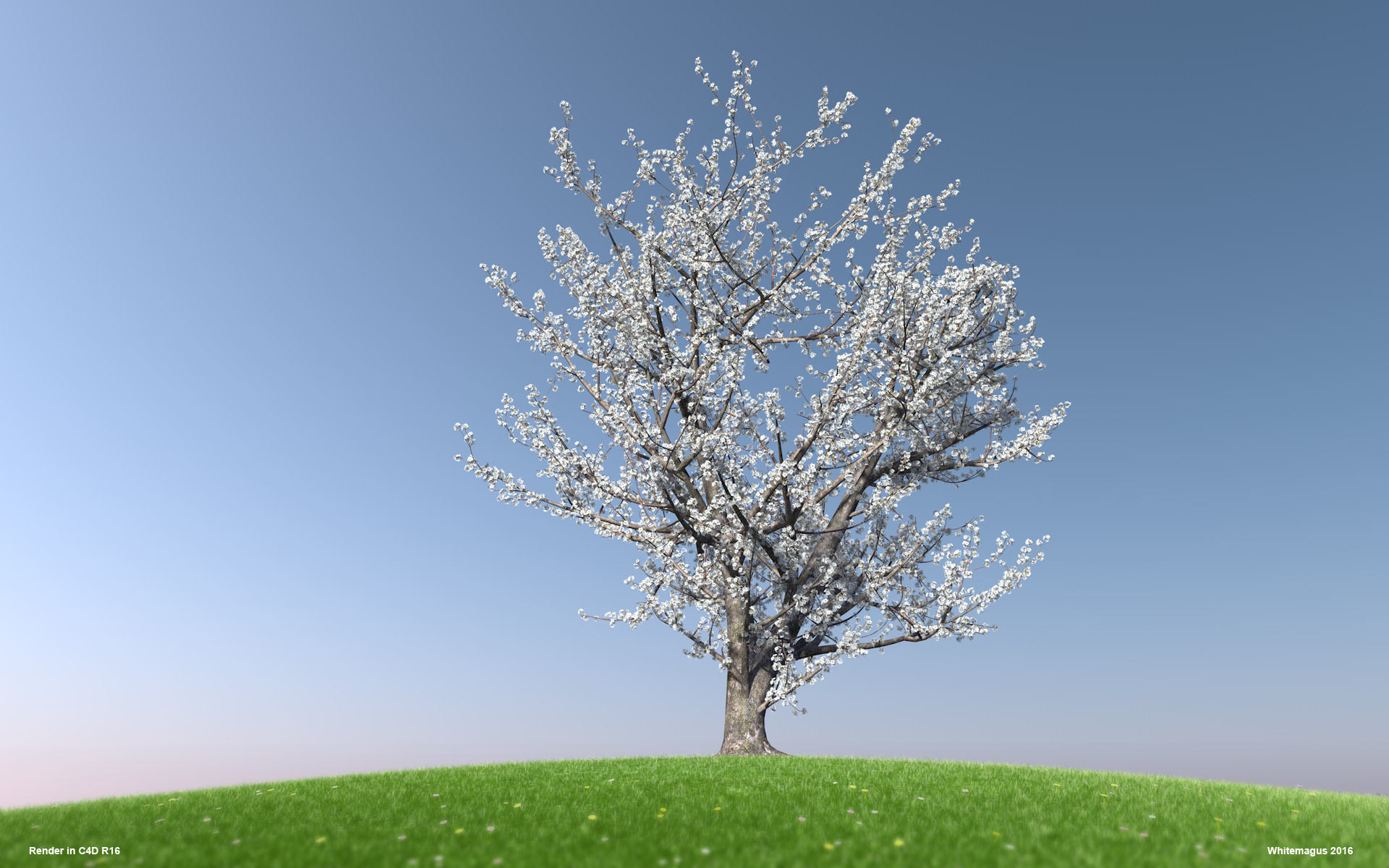 03_sakura02_whitemagus_003.jpg