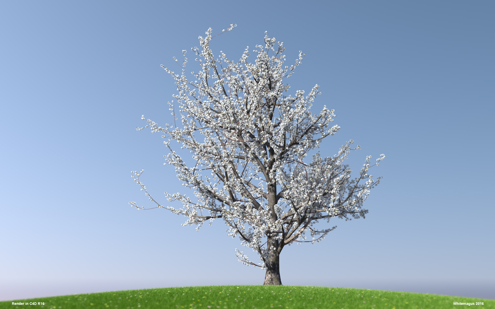 04_sakura02_whitemagus_004.jpg