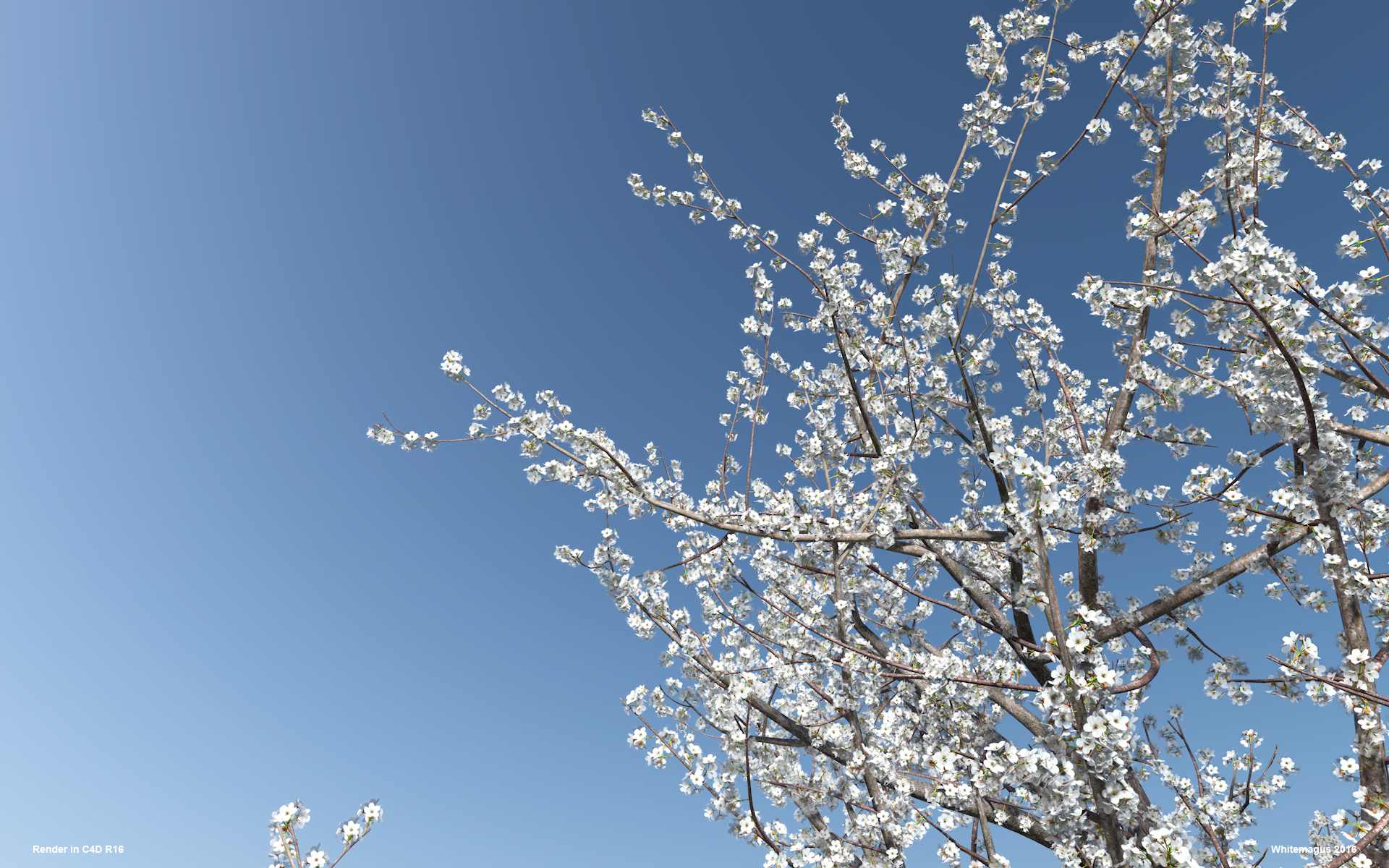 05_sakura02_whitemagus_005.jpg