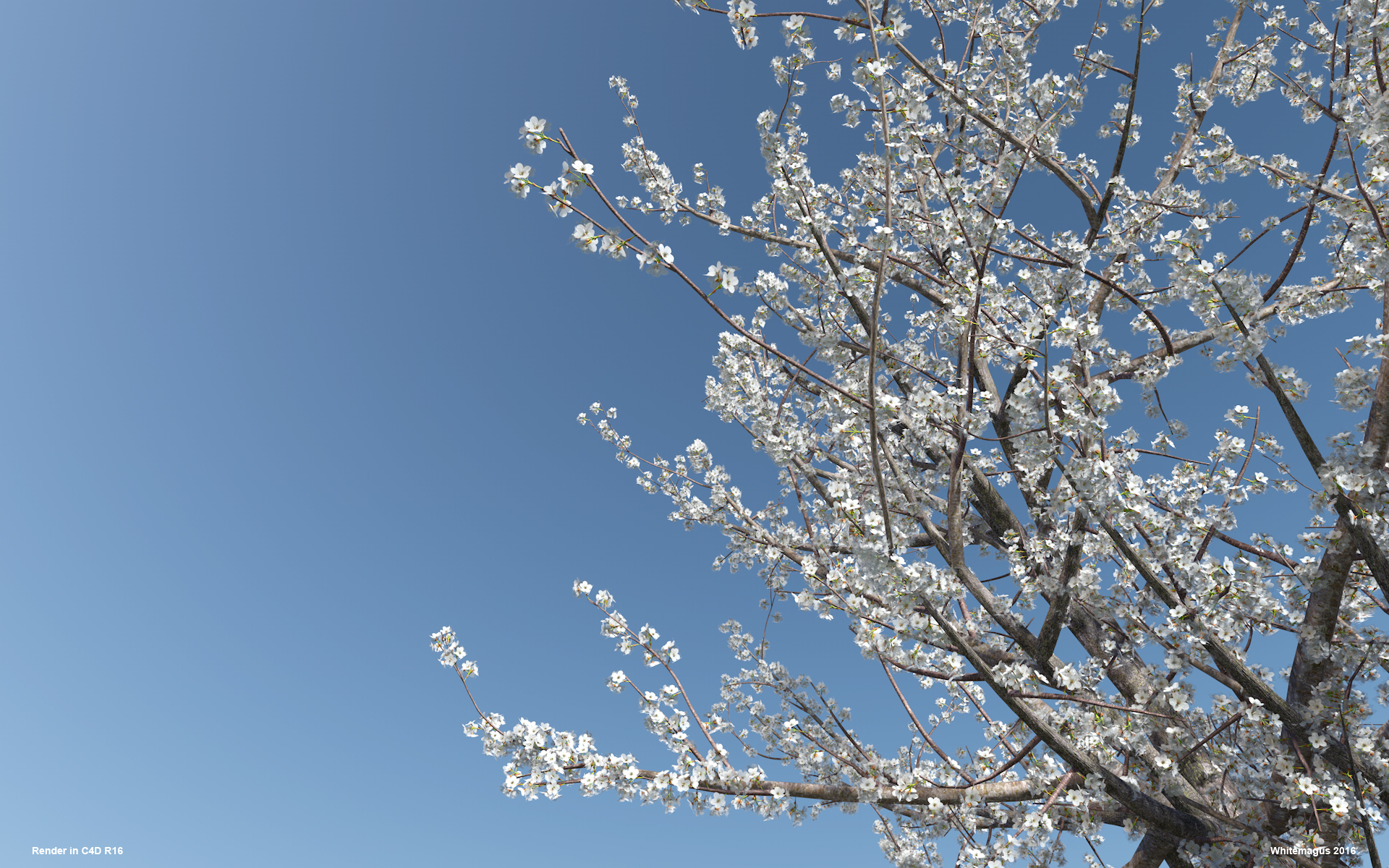 06_sakura02_whitemagus_006.jpg
