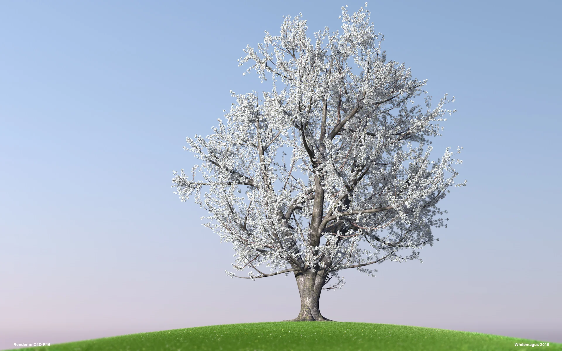 03_sakura03_whitemagus_003.jpg
