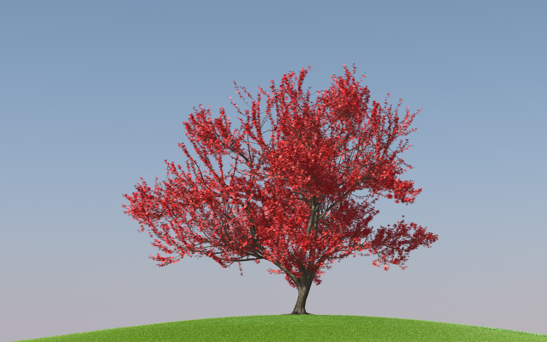momiji01_final_001.jpg