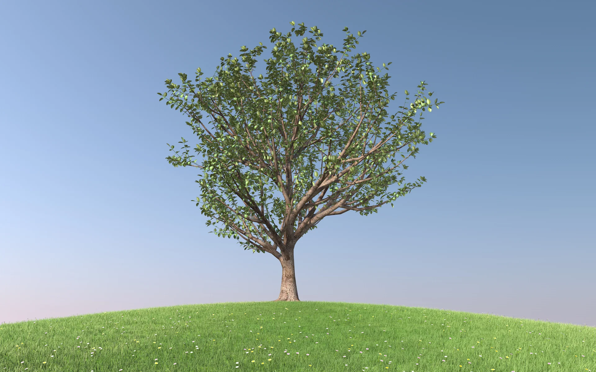 trees_rubber_fig_003.jpg