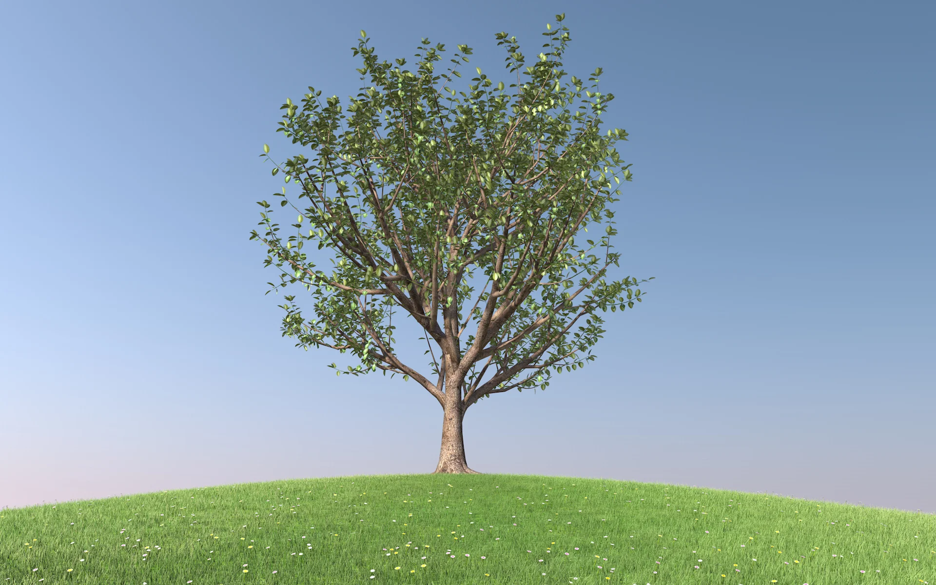 trees_rubber_fig_002.jpg