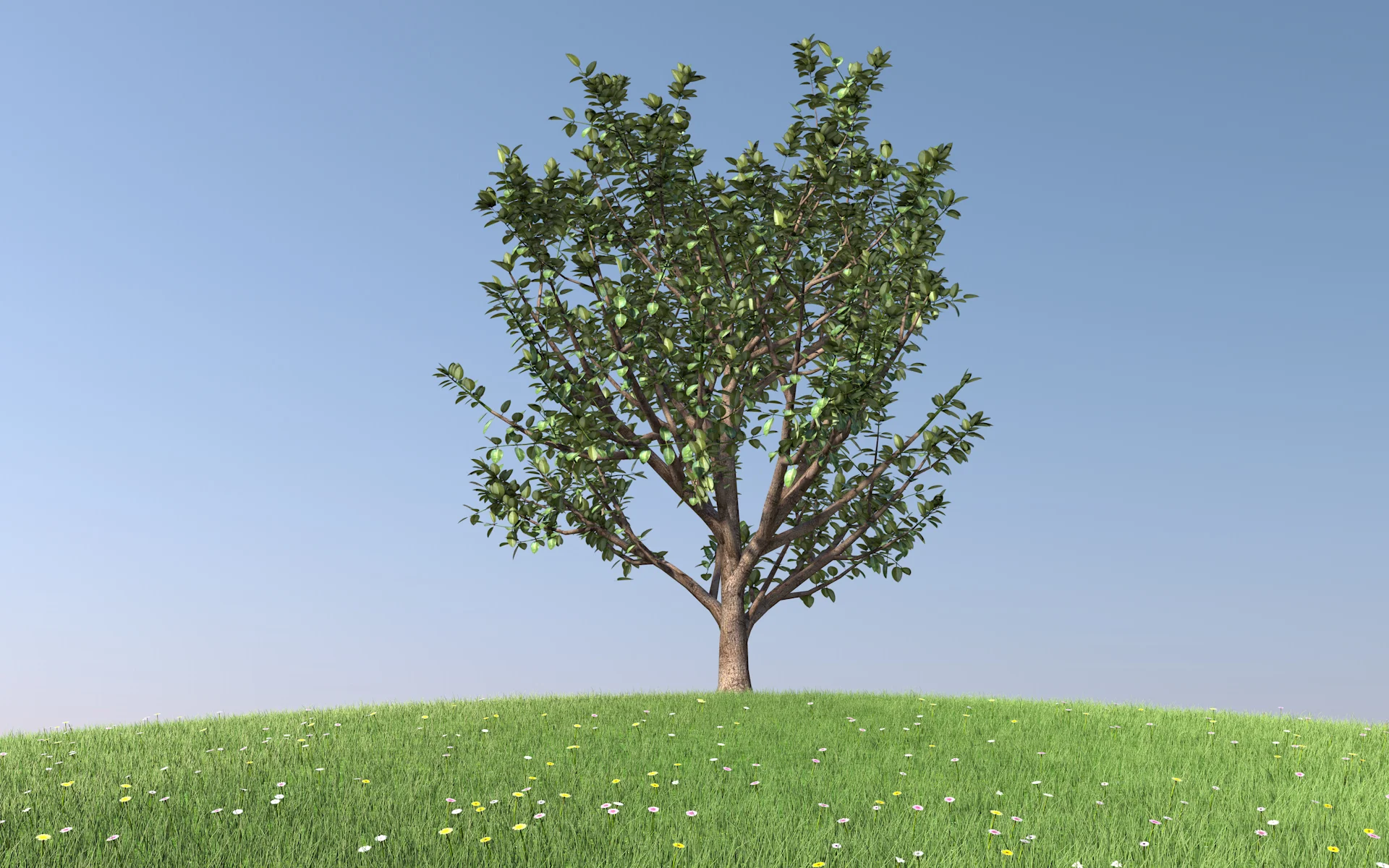trees_rubber_fig_005.jpg