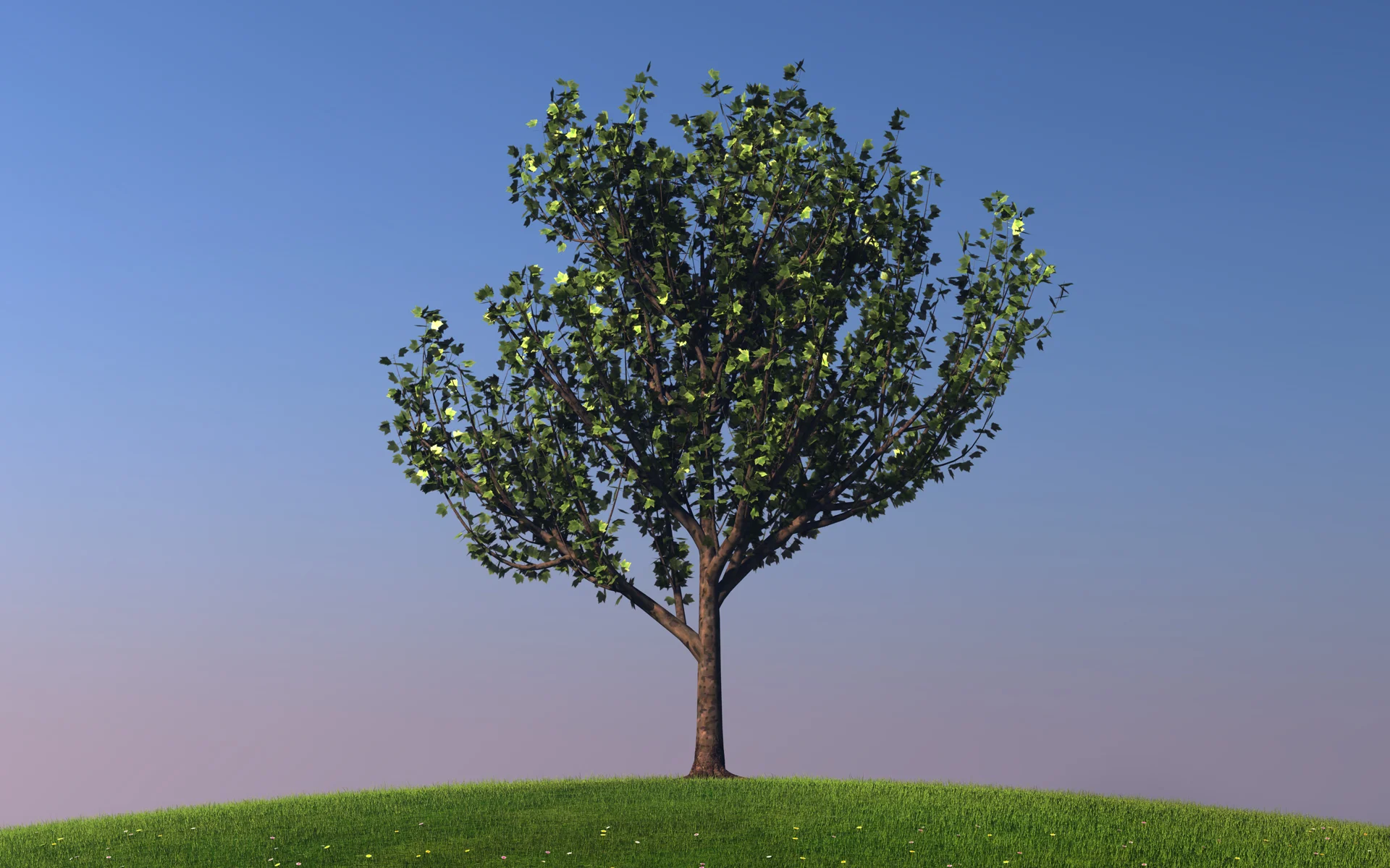 maple_trees_colection1_001.jpg