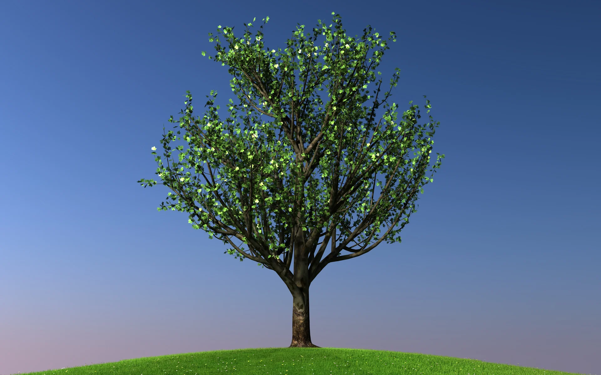 maple_trees_colection1_004.jpg