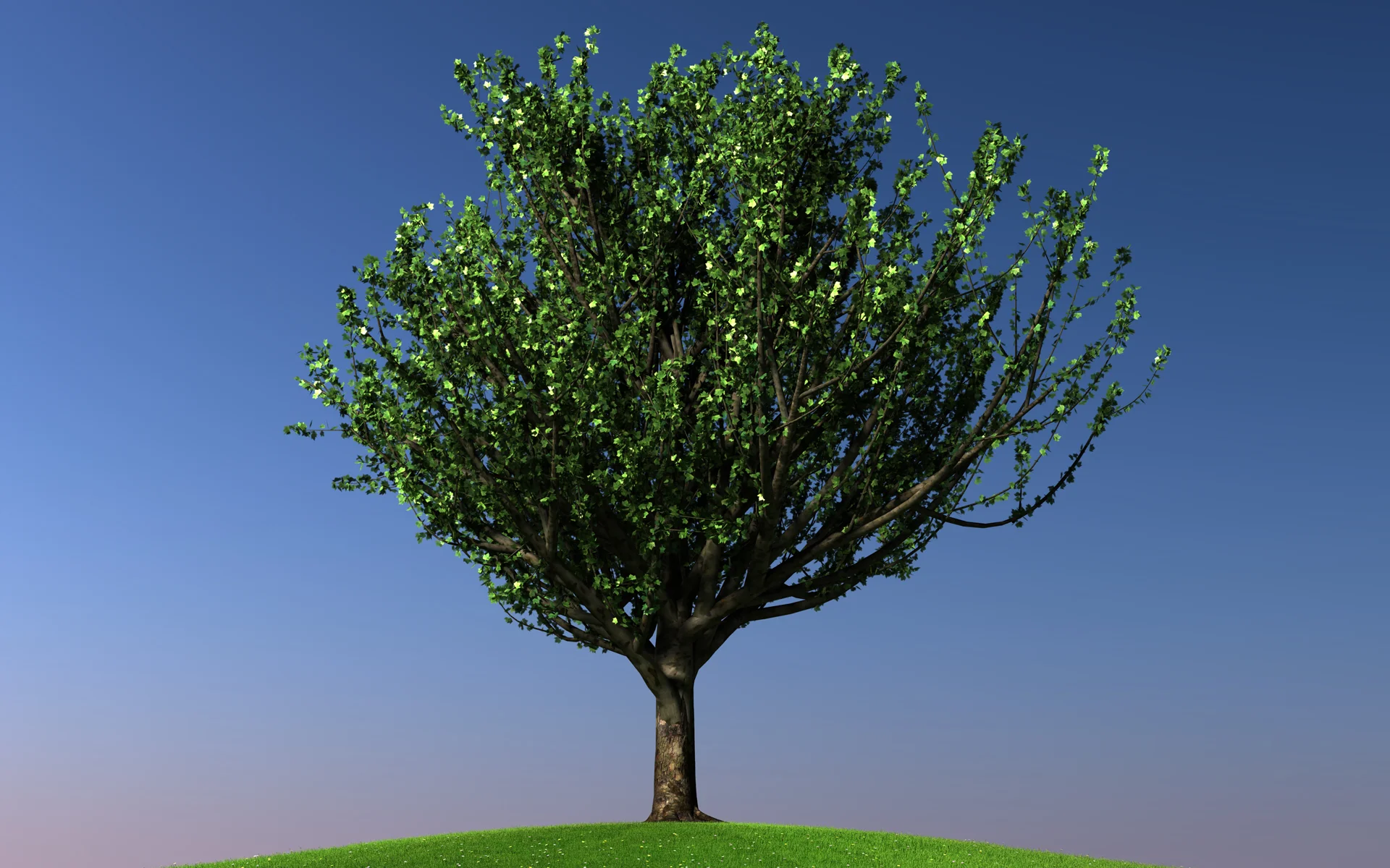 maple_trees_colection1_007.jpg