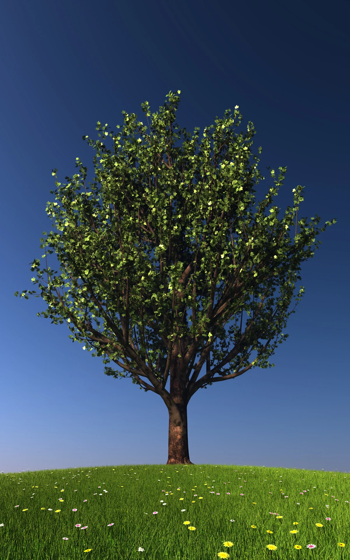 maple_trees_colection1_009.jpg
