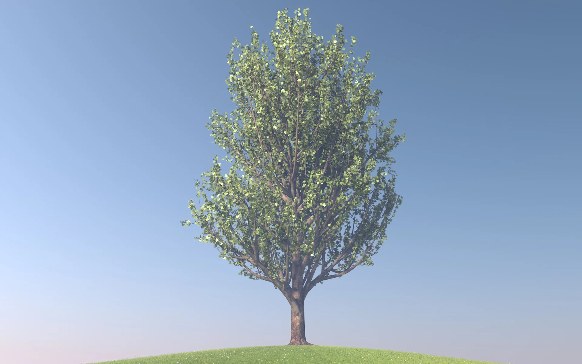 maple_trees_colection1_012.jpg