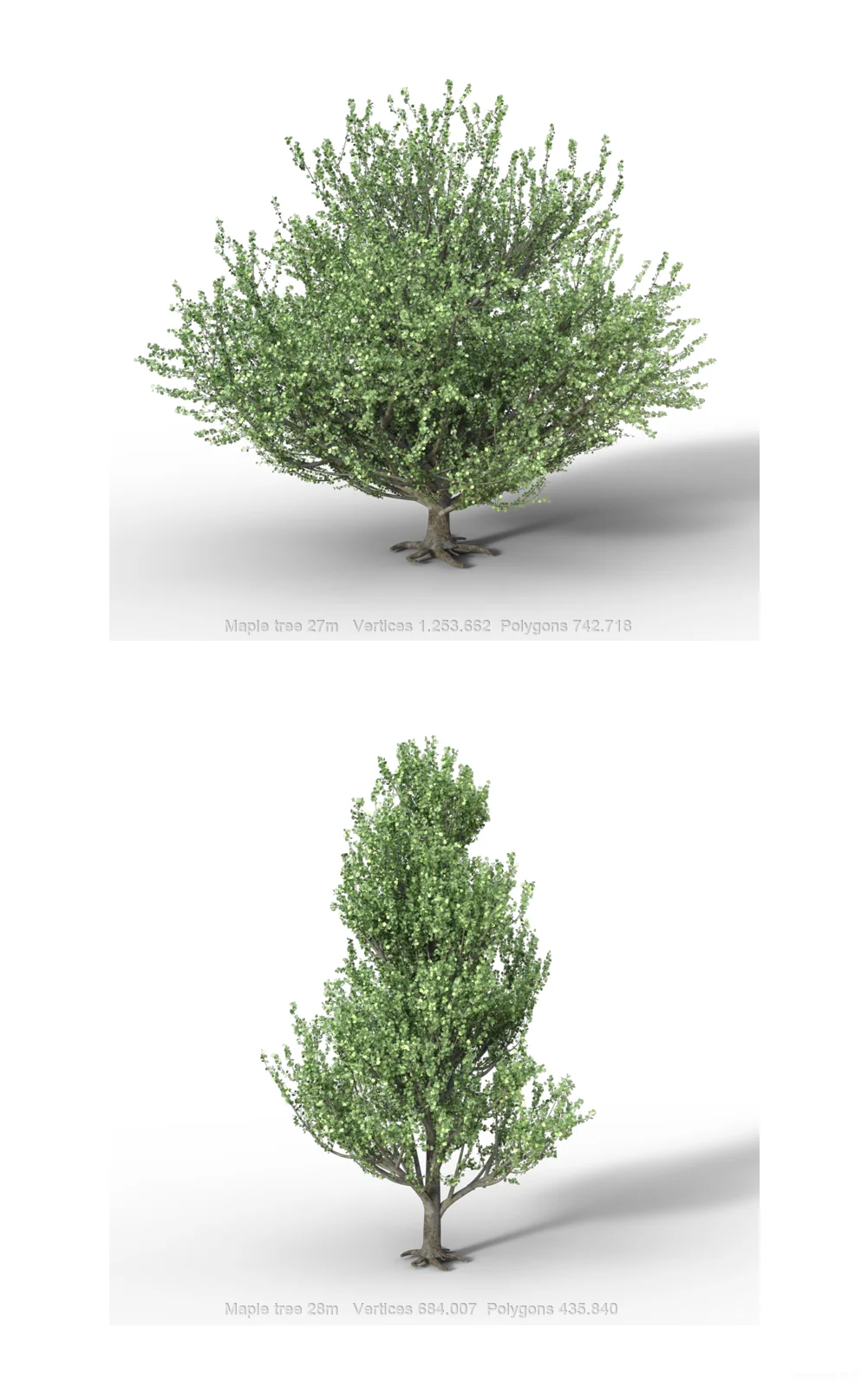 Maple_trees_col2_promo05.jpg