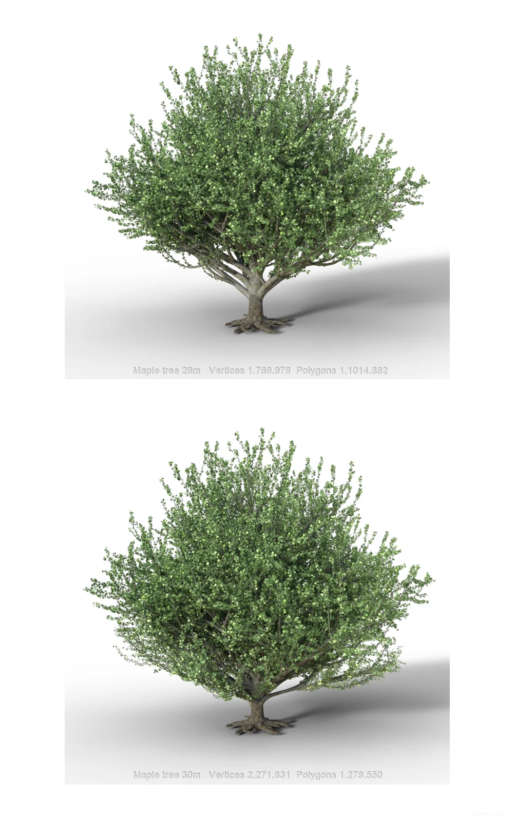 Maple_trees_col2_promo06.jpg
