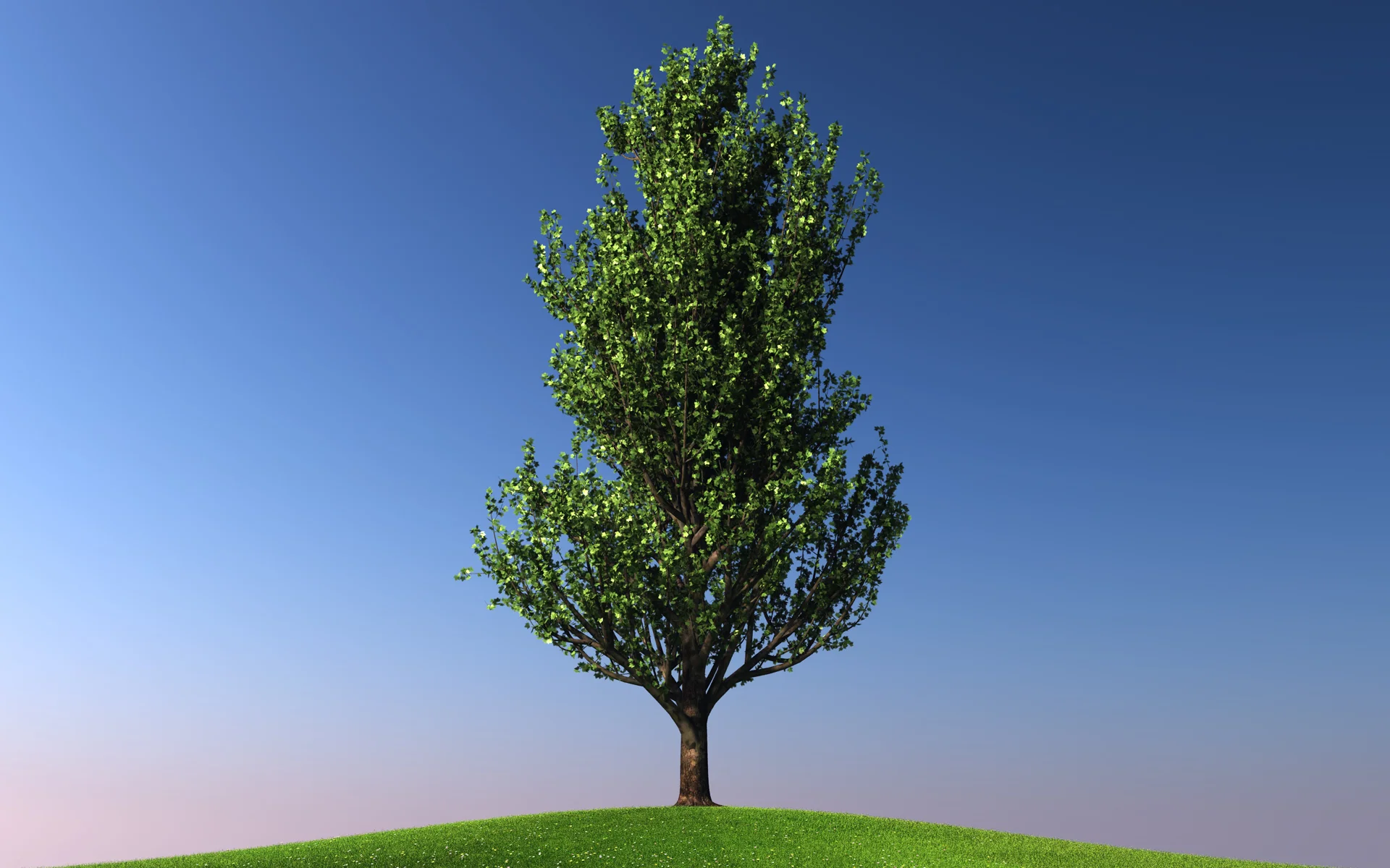 maple_trees_collection2_002.jpg