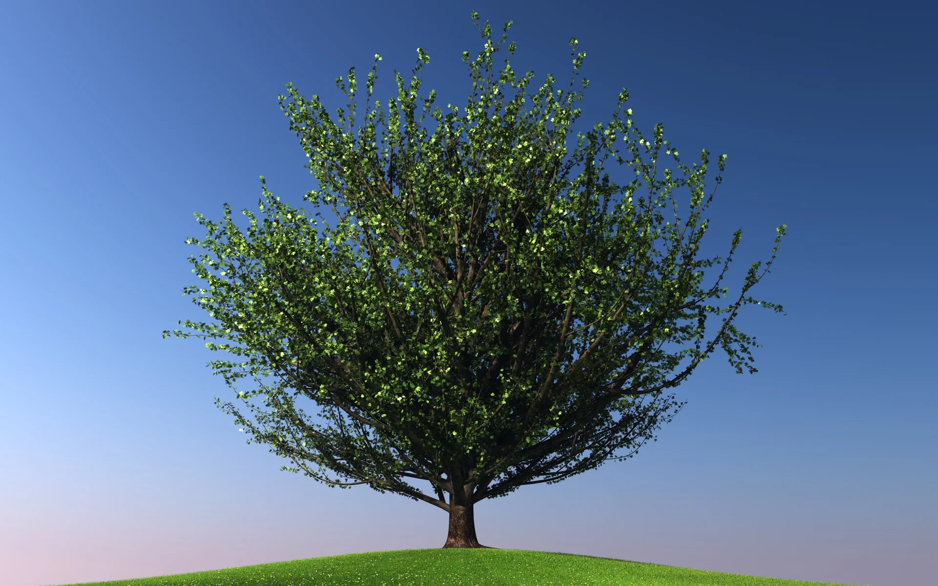 maple_trees_collection2_001.jpg