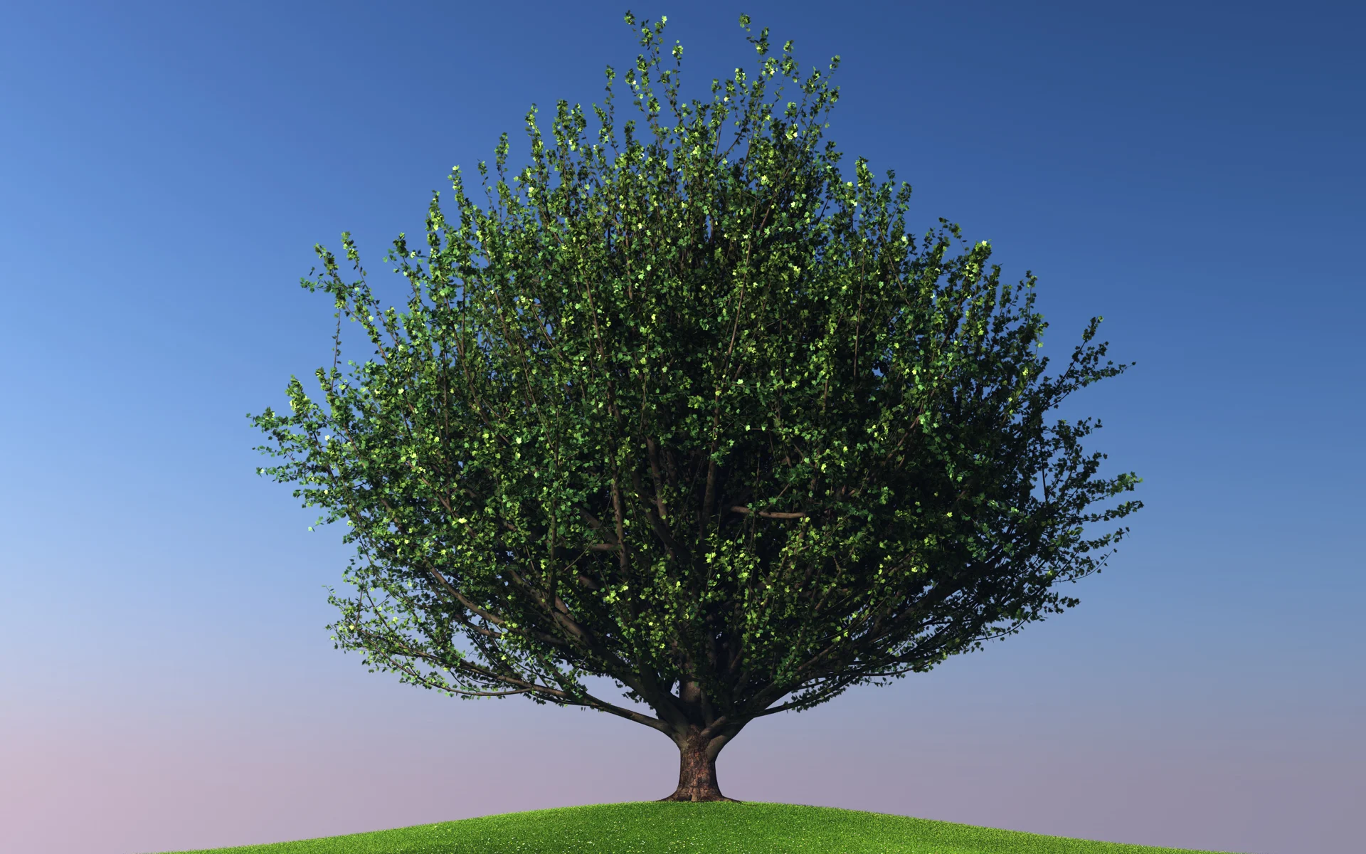 maple_trees_collection2_004.jpg