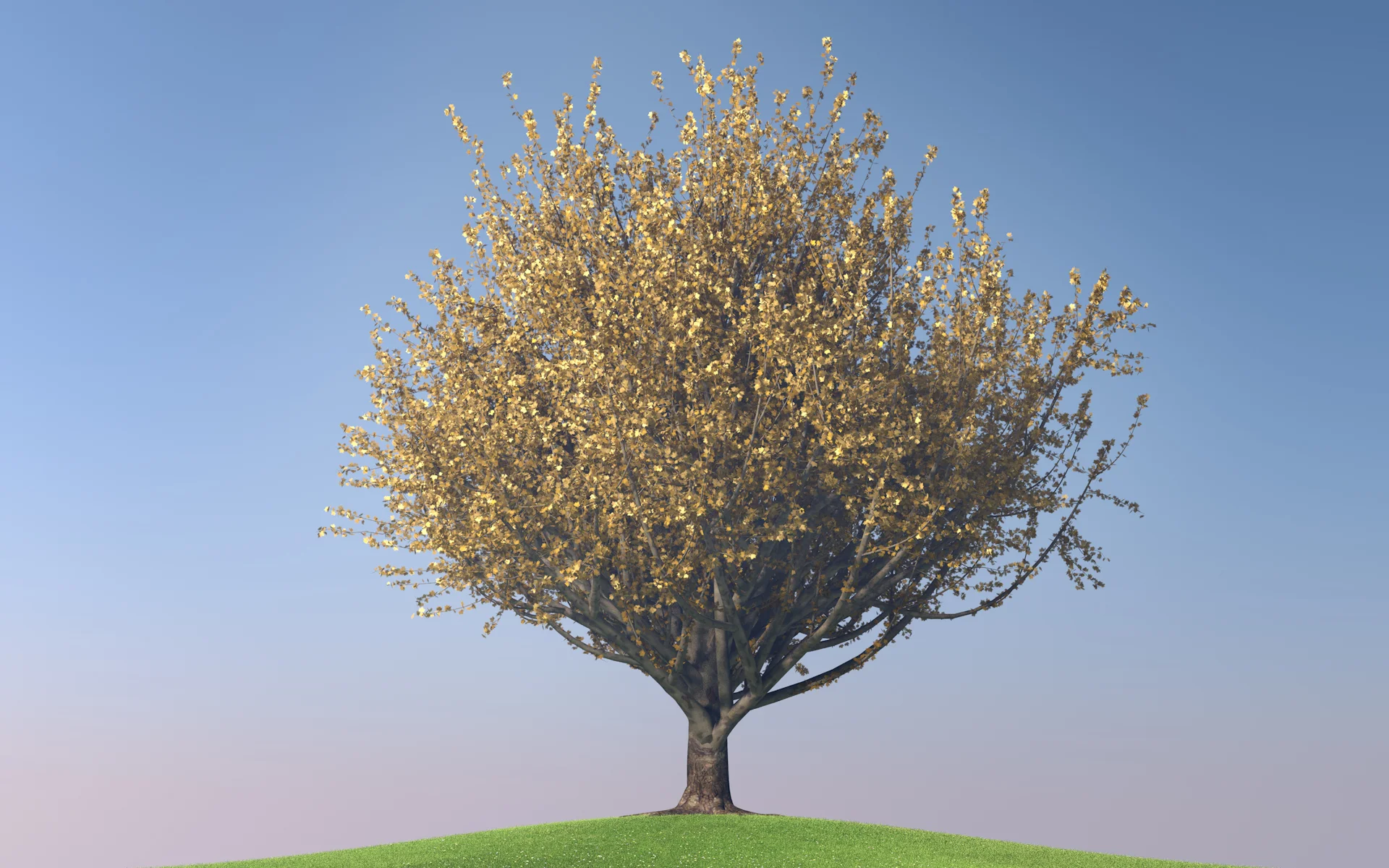 maple_trees_collection2_007.jpg