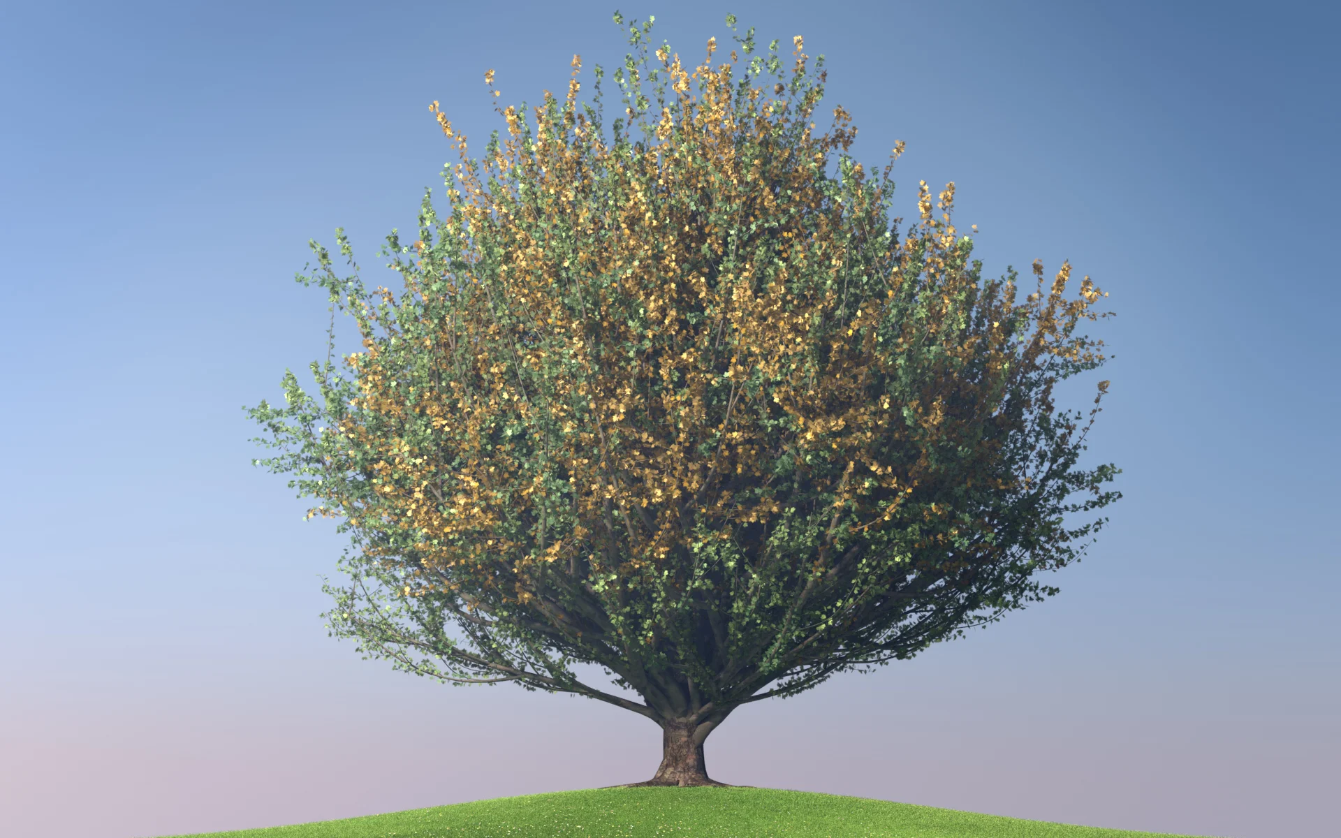 maple_trees_collection2_009.jpg