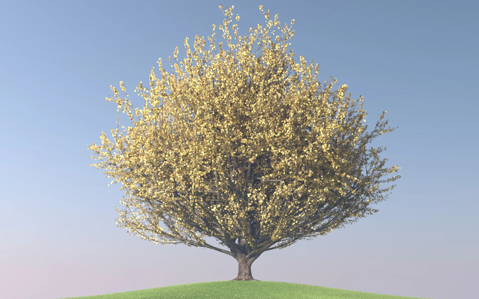 maple_trees_collection2_011.jpg