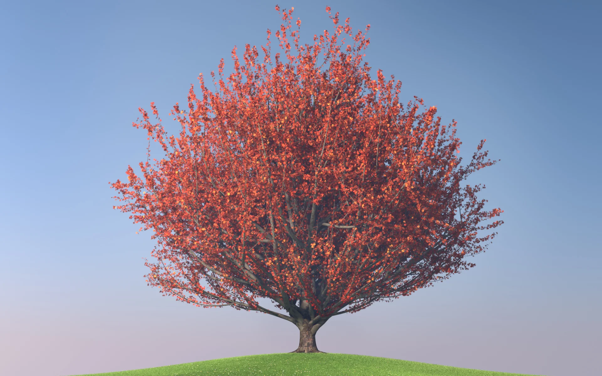 maple_trees_collection2_010_1.jpg