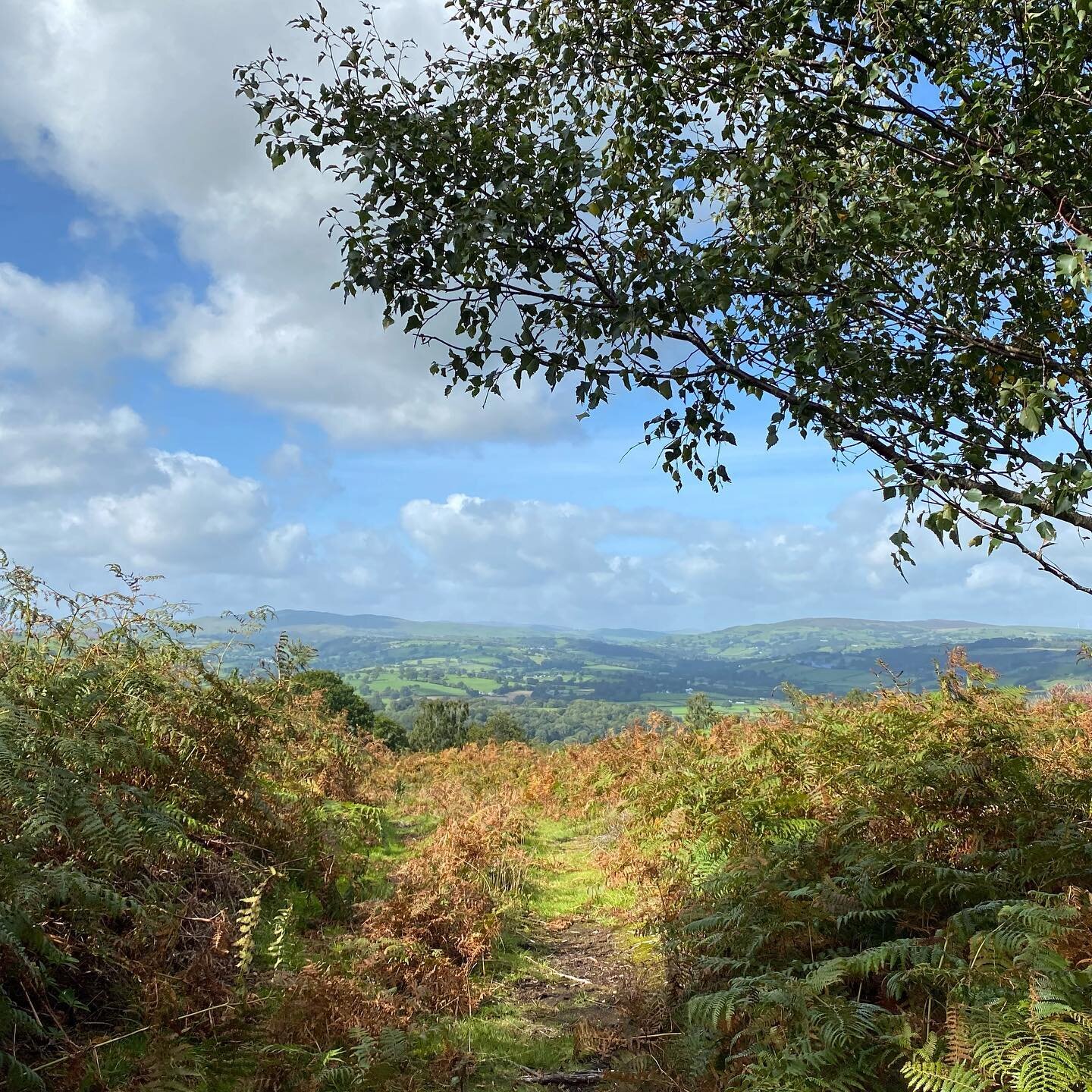 Go Wales! They could be first deforestation-free nation as food linked to the felling of rainforests poised to be banned to tackle climate change 💚 BBC News reports today that campaigners want to see Welsh ministers urge the UK government to push ah