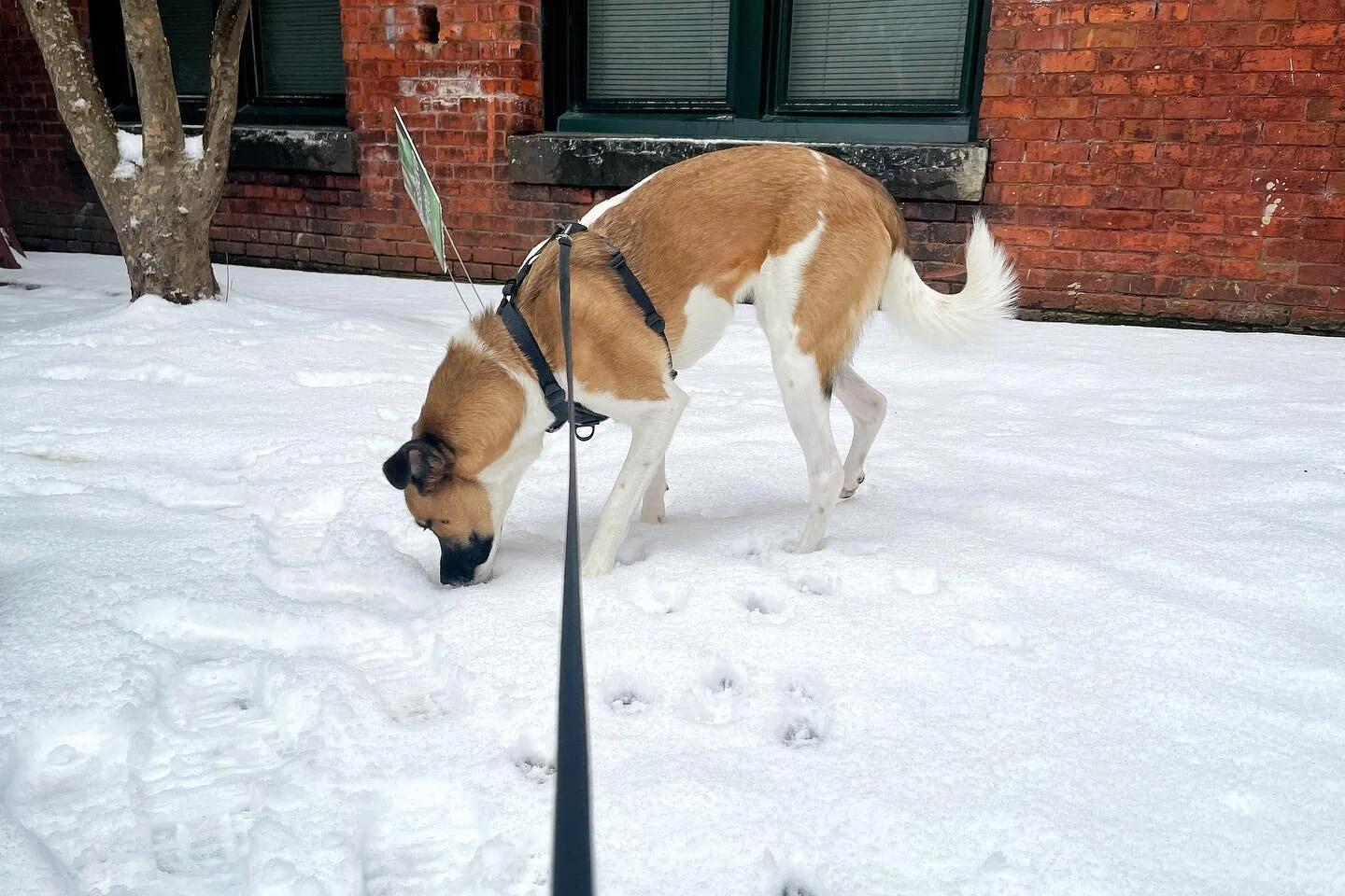 Walkin’ in a winter wonderland. #forfiveminutes #andthenwewentinside #becauseitscold