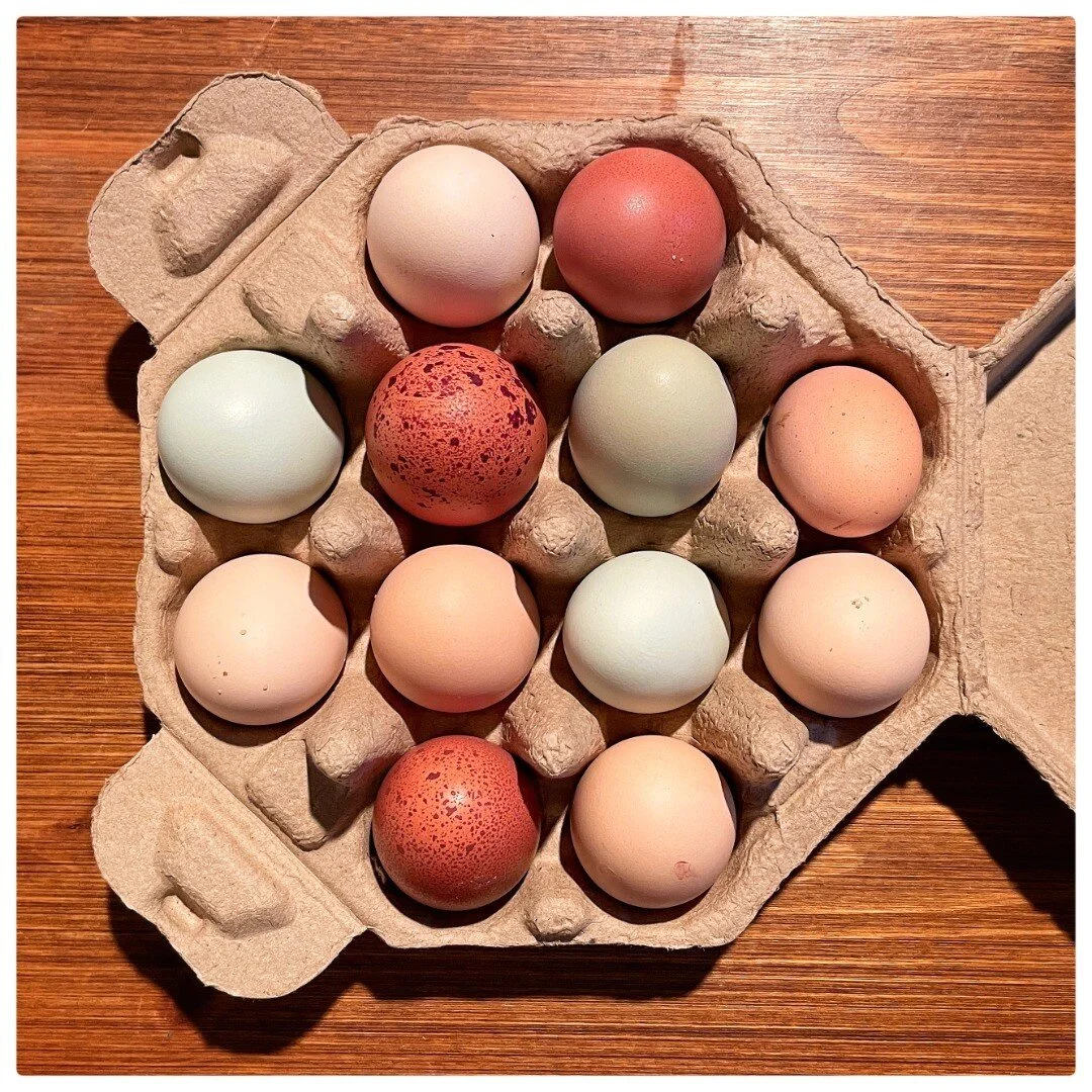 This has nothing to do with Easter. It's a gift from my friends and their chickens (@epworthfarmva). They're naturally colored that way. I promise. No rabbits were put in compromising positions to produce these eggs, although three white rabbits WERE