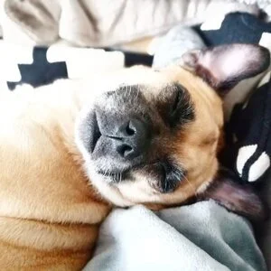 We're all ears for 2020