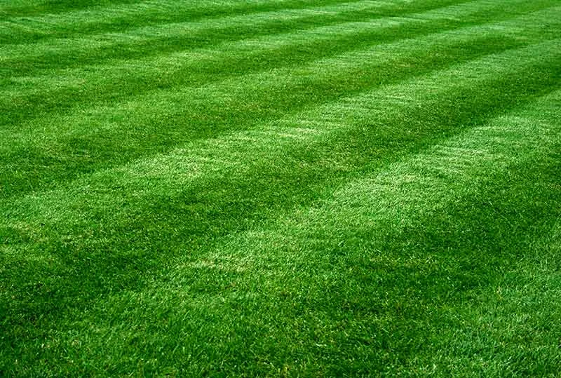 greengrass_lawnmowing.jpg