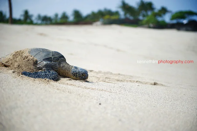 Kona Hawaii US Wedding outdoor beach turtle sand