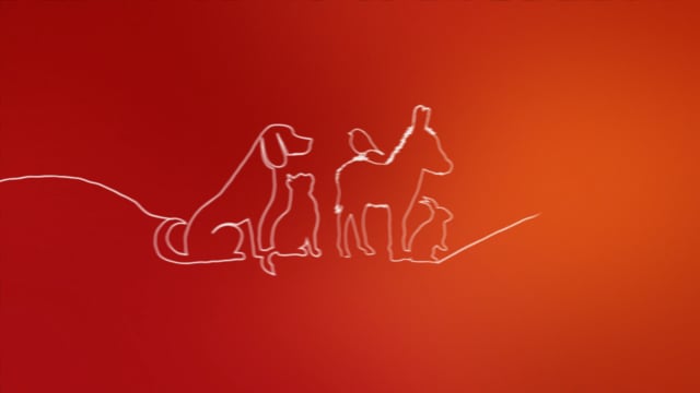 HELP THE ANIMALS INTRODUCTION SPOT