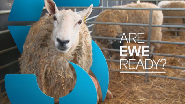 SPRINGTIME ON THE FARM - ARE EWE READY? Teaser