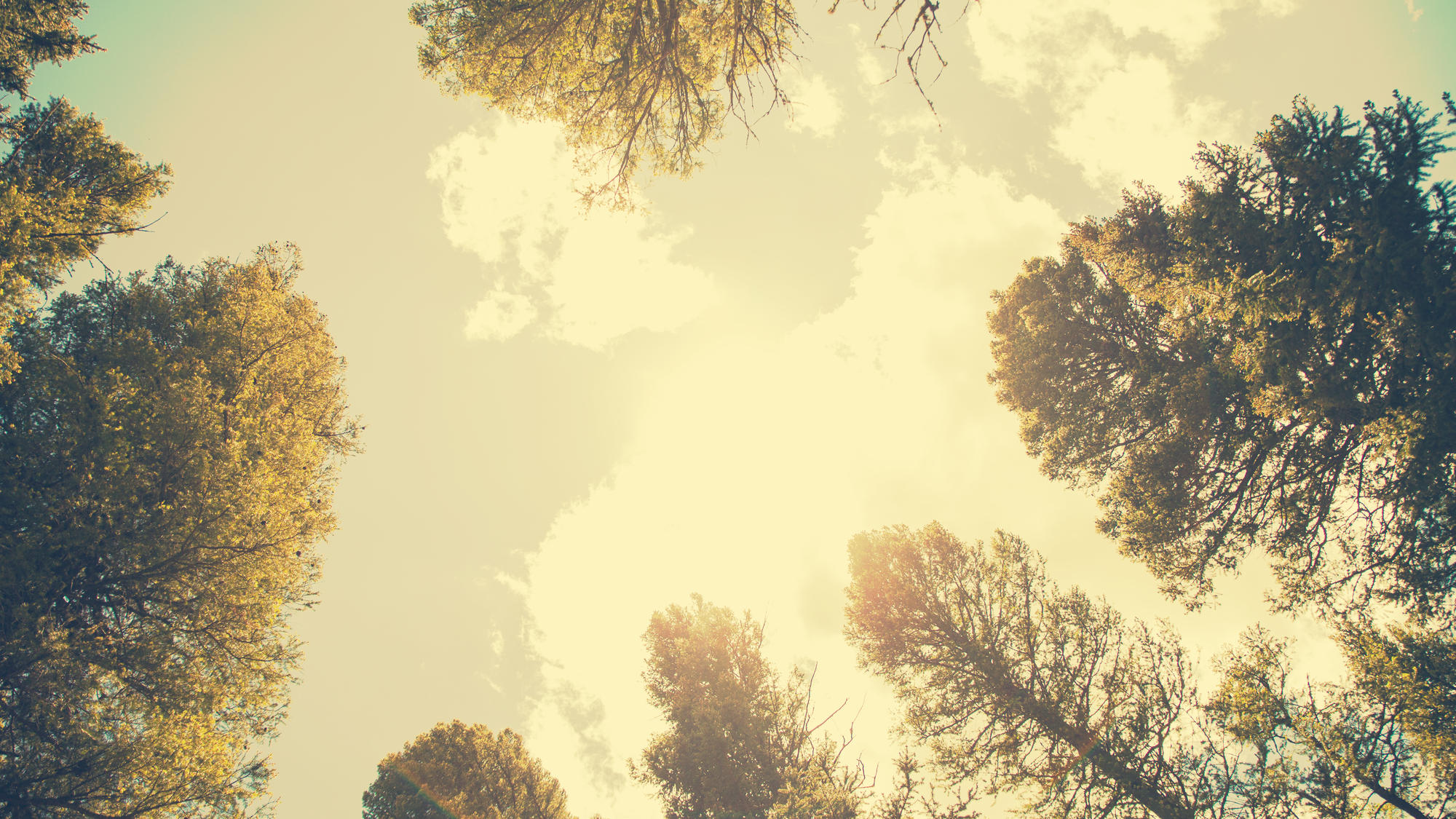 NO SERVICE AT THE BYRD - Fall Picnic