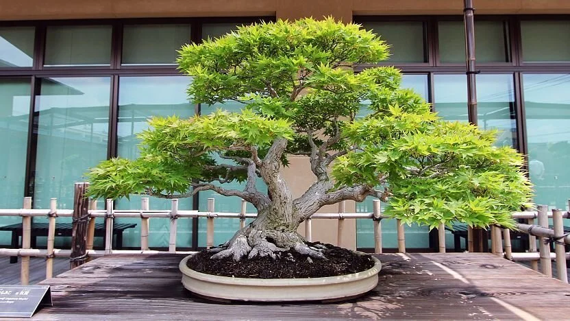The Art of Bonsai