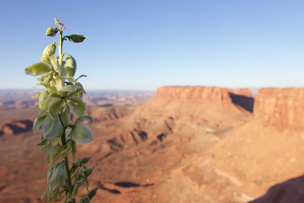 Canyonlands National Park, UT: We decided to approach the National Parks a certain way: really early in the morning. This worked well throughout the parks system. Instead of traffic jams, we found a lot of photographers.