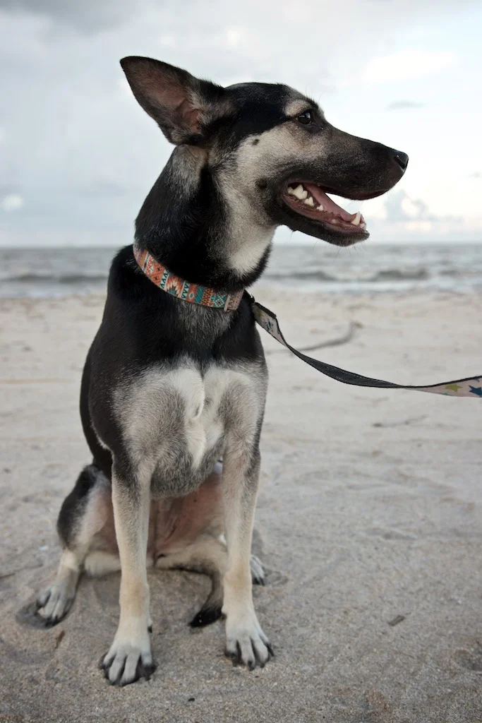 Creole, LA: This is Ivi—our little mascot. Loves road trips, treats, and places where no other dogs are around. Ivi is a rescue dog who had a rough go at life as a young pup. Though deeply traumatized, she puts what trust she has in us and overcomes fear on a daily basis. She’s a little ball of inspiration.