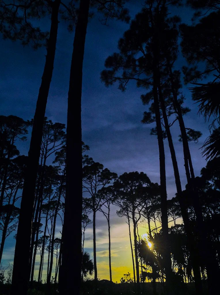 St. Joseph Peninsula, FL: Tucked in these gorgeous tropical trees is one of the nicest, most mellow state parks we came across.