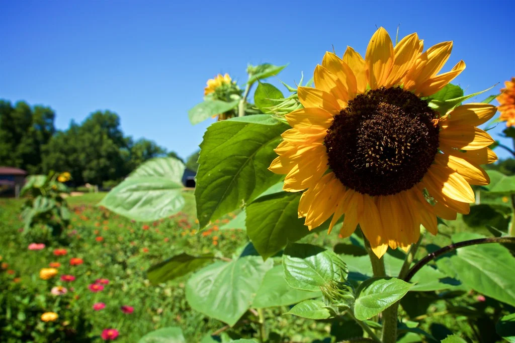 Highway 82 in GA: Summer was in full effect in the deep south. This patch of flowers seemed to extend beyond the horizon.